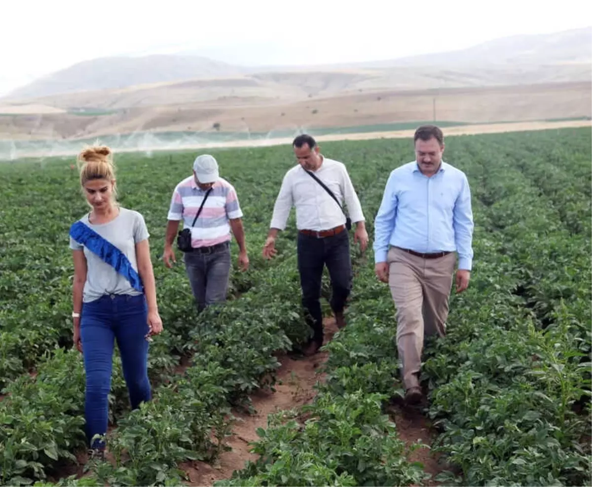 Patates Tohumunda Yüksek Verim Bekleniyor