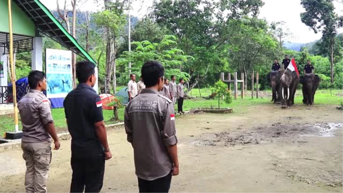 Sumatralı Fil Endonezya Bayrağını Dalgalandırdı