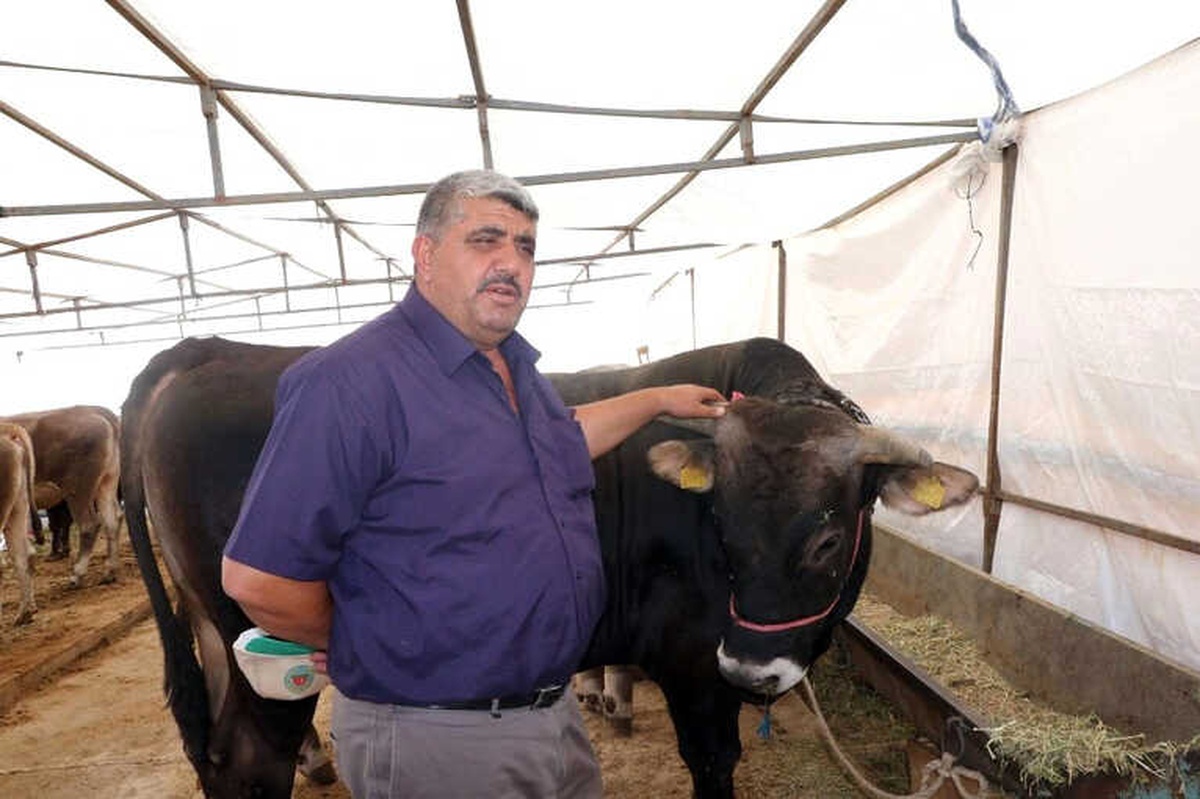 Yem Fiyatlarının Artması Üreticiyi de Tüketiciyi de Etkiledi