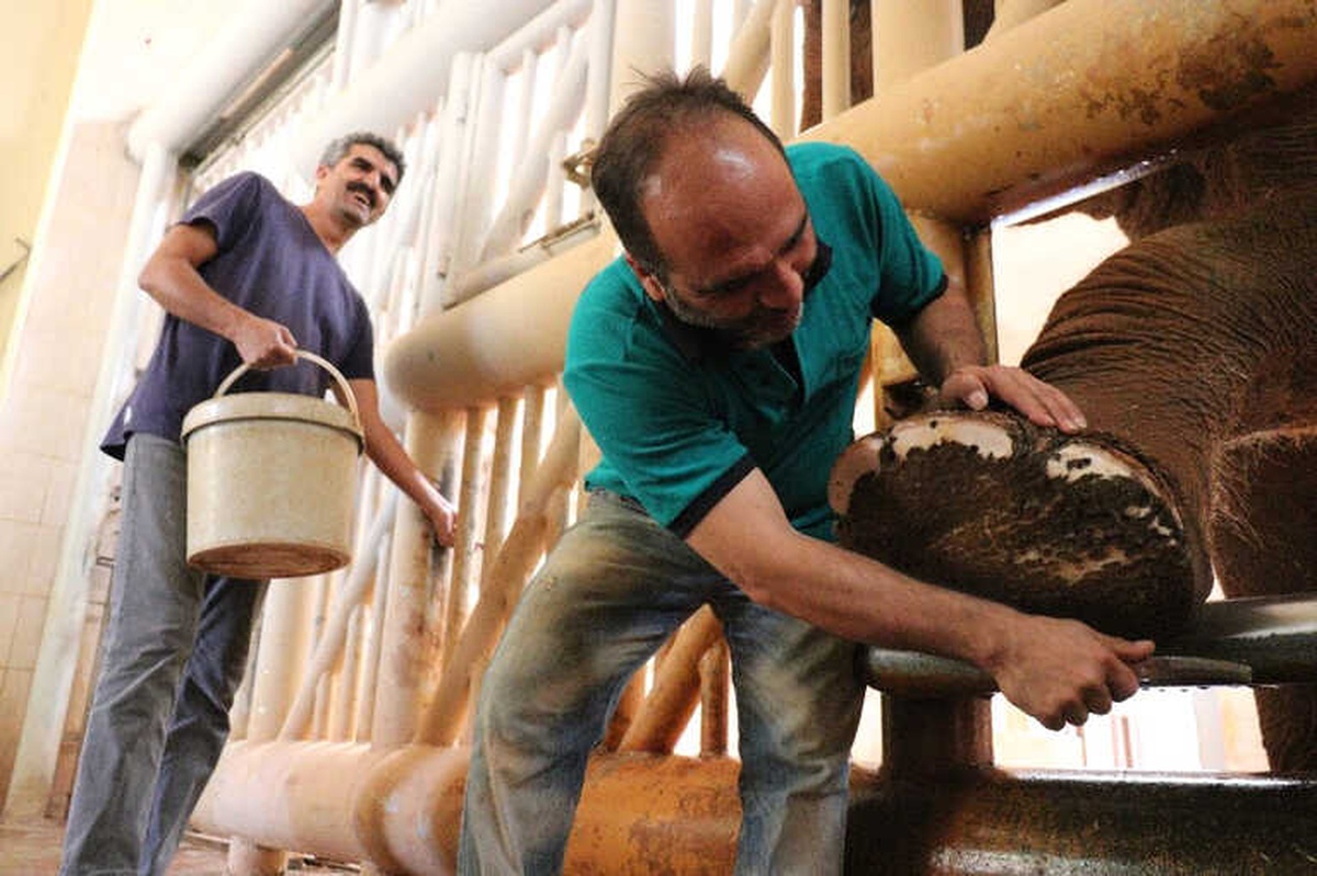 5 Tonluk Fillerin Bayram Temizliği