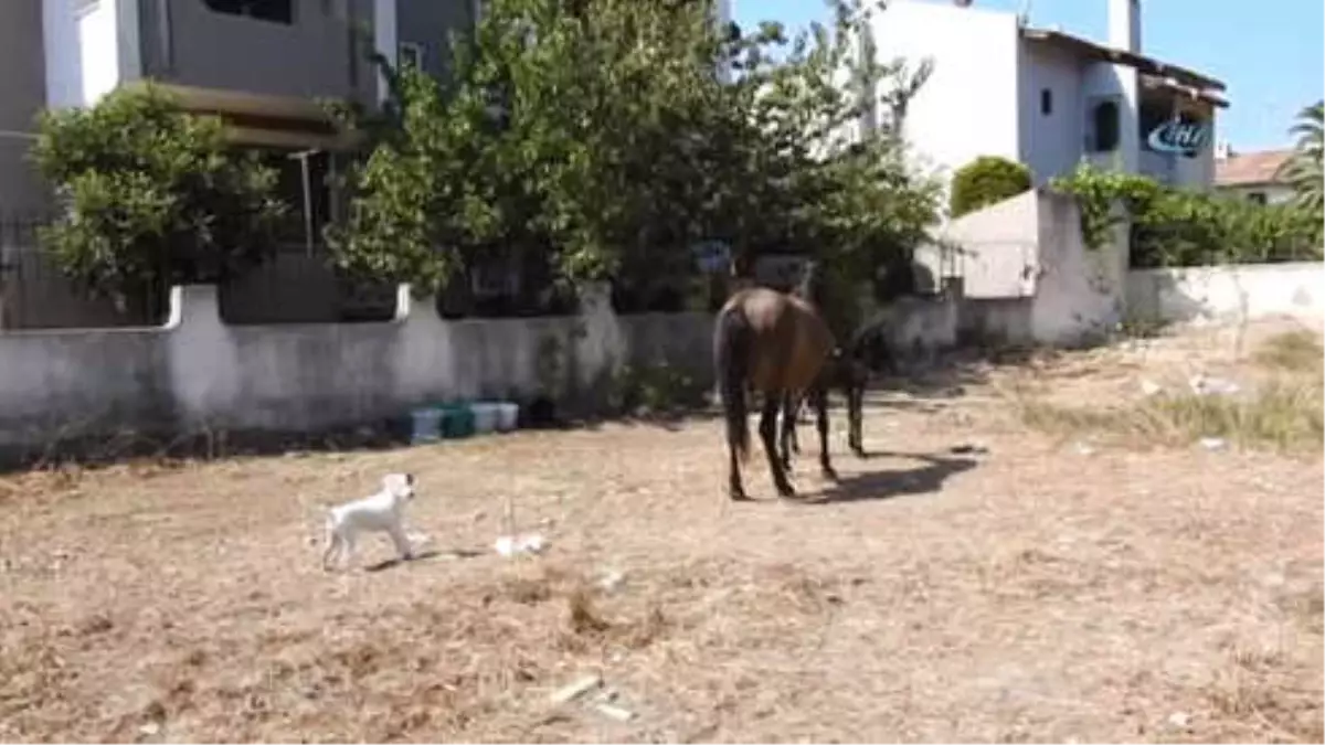 Çeşmeli Hayvanseverin Sahiplendiği Terkedilmiş Hamile At Doğurdu