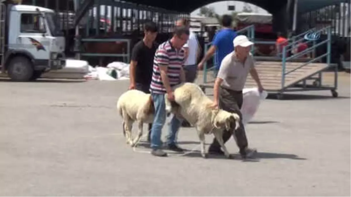 Denizli\'de Kurbanlık Hayvan Alışverişleri Hızlandı