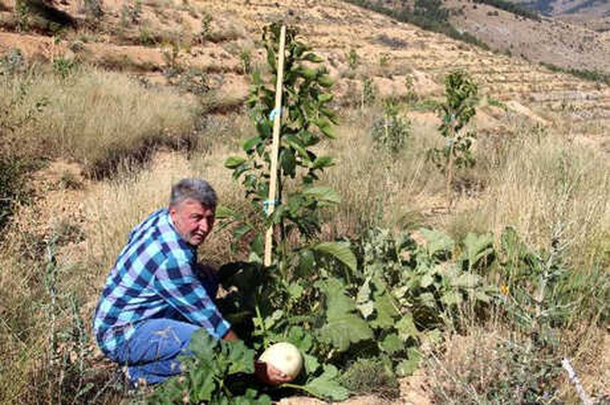 Hibe Alamayınca Kızdı; Ceviz Bahçesine Kabak Ekti