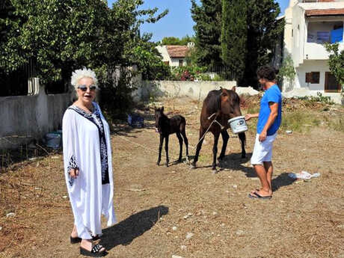 Hurdacının Terk Ettiği Hamile Atı Sahiplendi