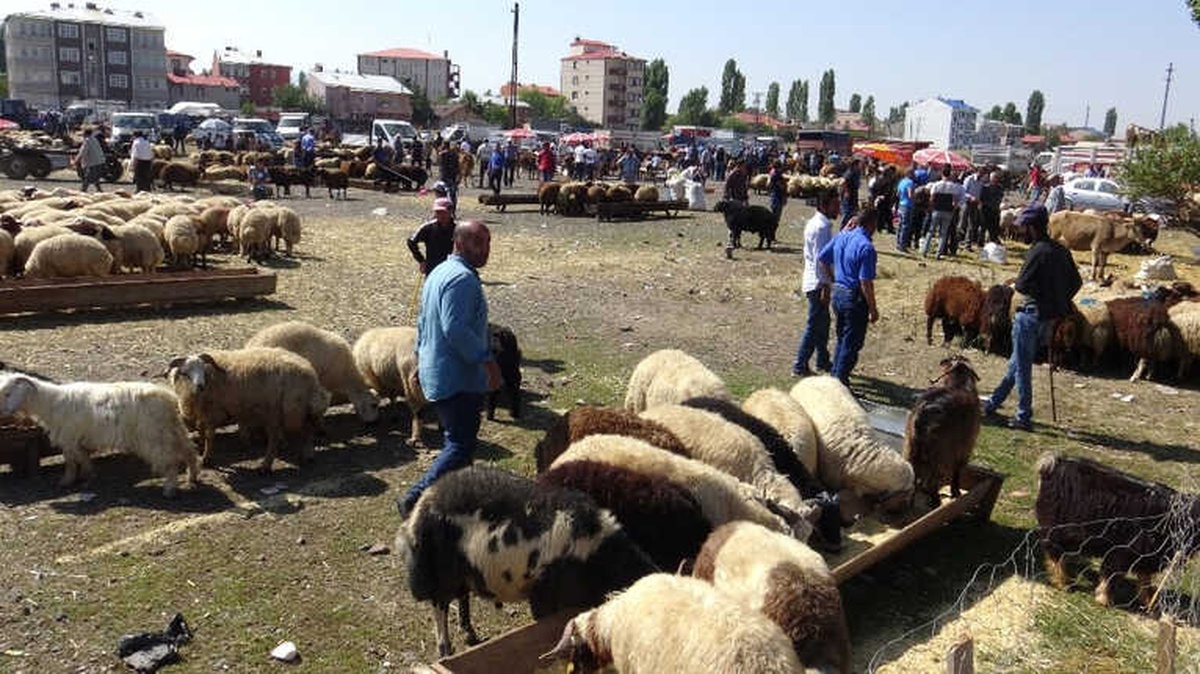 Kars\'ta Kurban Pazarında Bayram Yoğunluğu