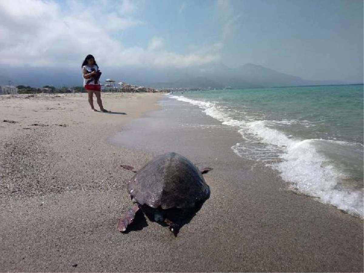 Kuşadası\'nda Caretta Caretta Ölüsü Bulundu