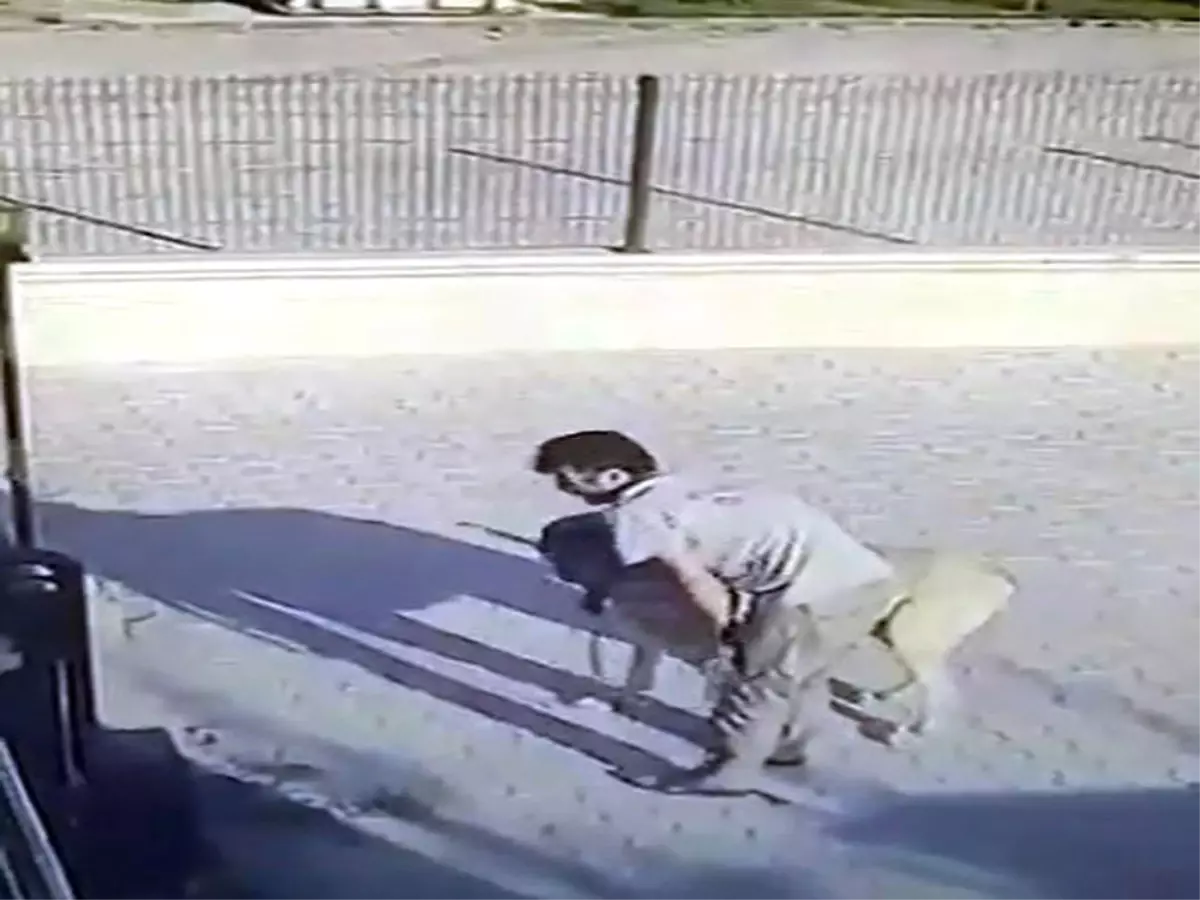 Malaklı Cinsi Çoban Köpeğini Böyle Çaldı