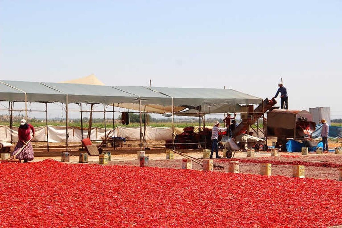 Şanlıurfa\'da İsotun Üretim Serüveni Başladı