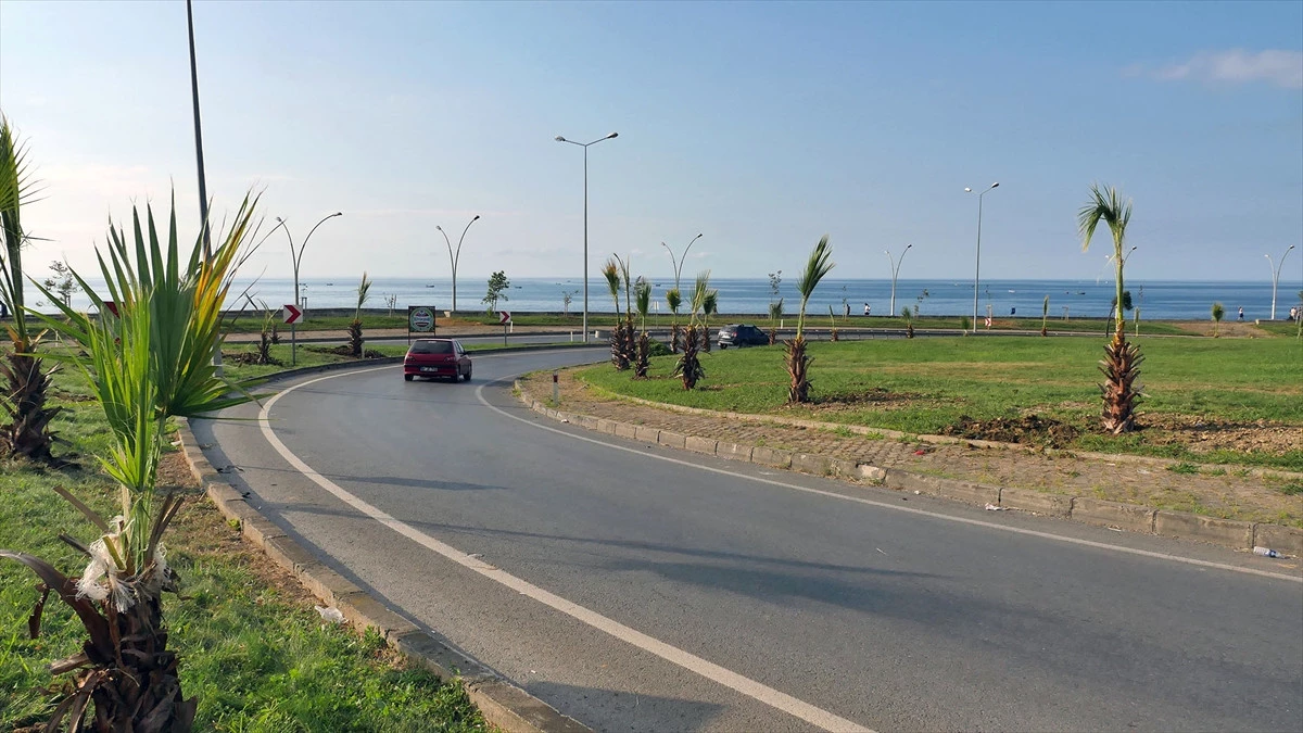 Trabzon\'da Sahile 100 Palmiye Fidanı Dikildi