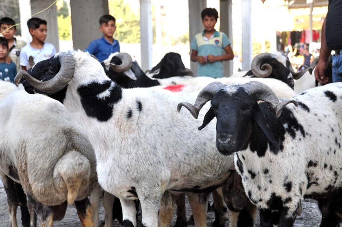 Akçakale\'deki Kurbanlık Hayvan Pazarında Hareketlilik