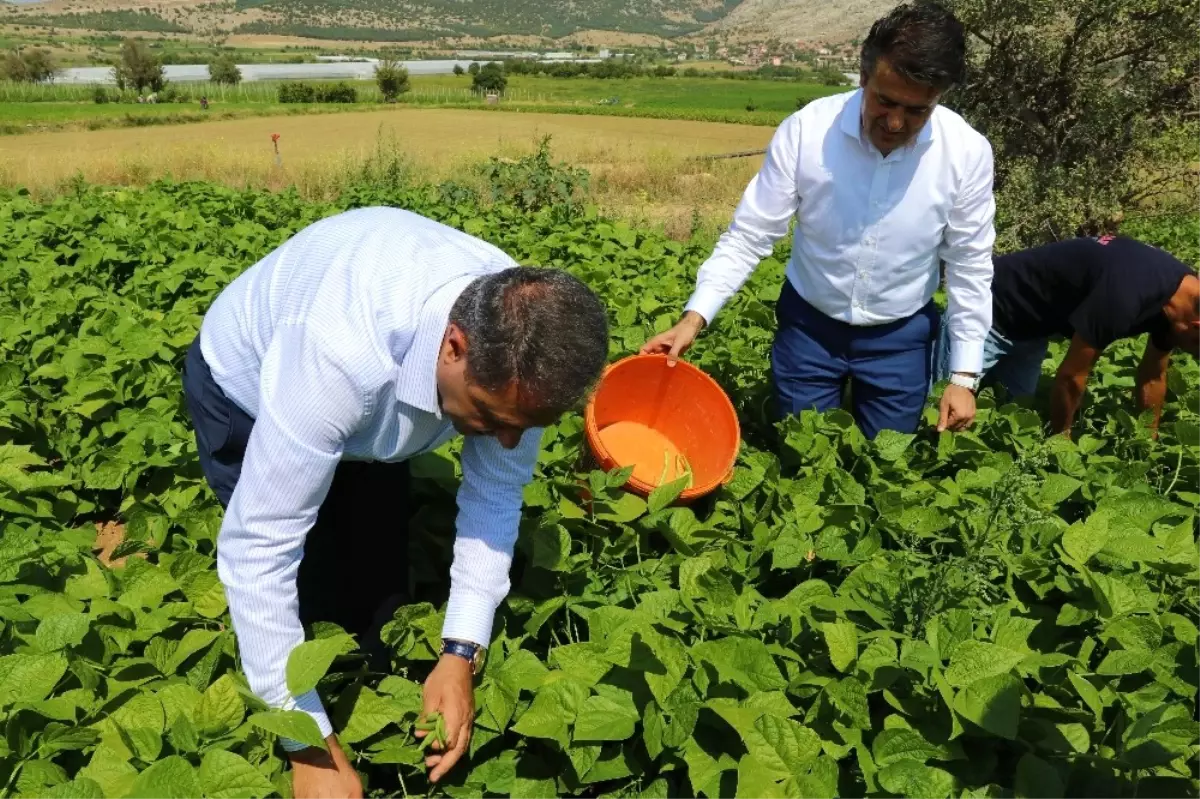 Burdur İnsuyu\'nda Fasulye Hasadı Devam Ediyor