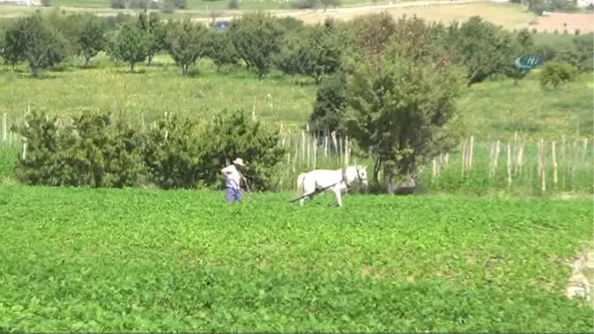 Burdur İnsuyu\'nda Fasulye Hasadı Devam Ediyor