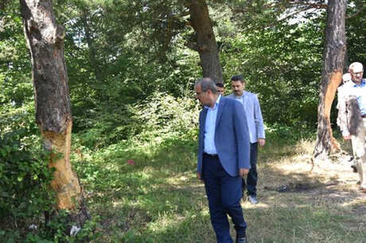Çıra İçin Gövdesi Oyulan Ağaçlarla İlgili Valilikten Açıklama