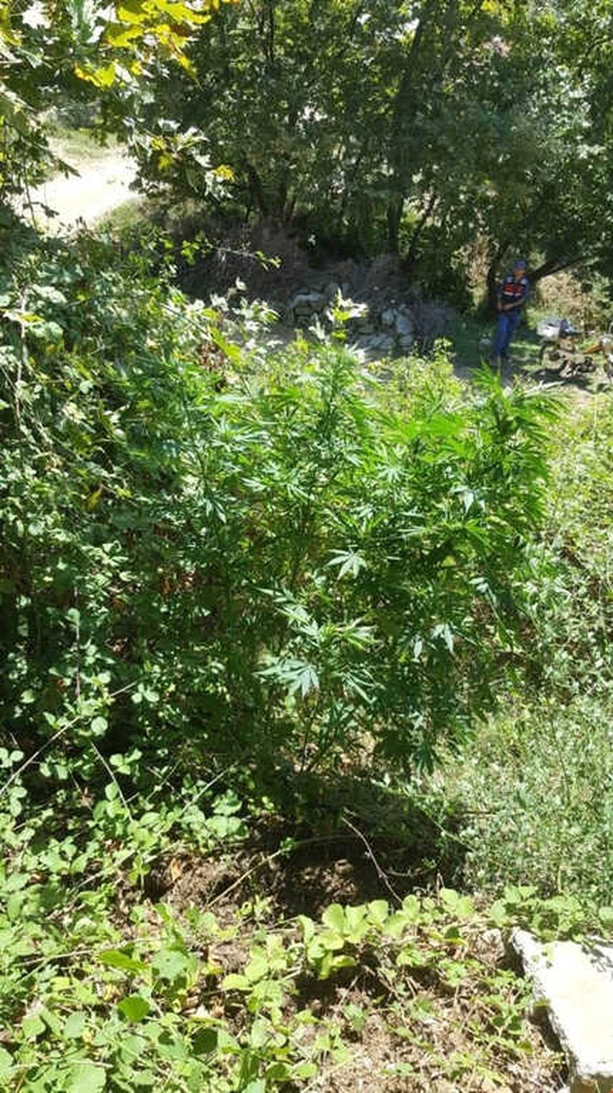 Erdek\'te Jandarma 12 Kilo Esrar Yakalandı