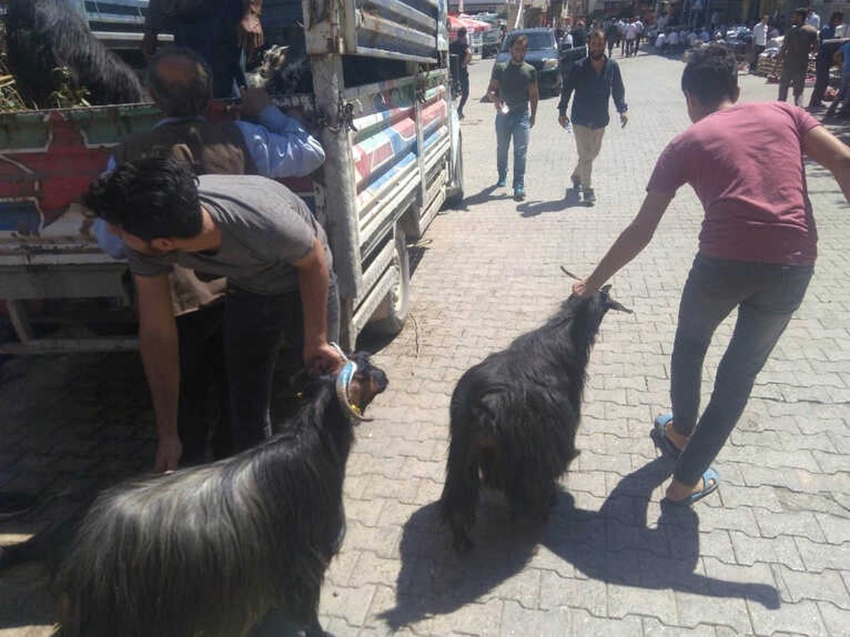 Fiyatlar Yüksek Olunca Vatandaş Keçiye Yöneldi
