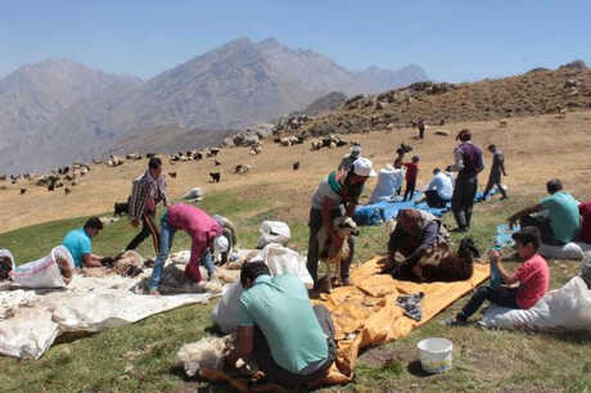 Hakkari\'de 3 Bin 500 Rakımlı Yaylada Kuzu Kırpma Şenliği
