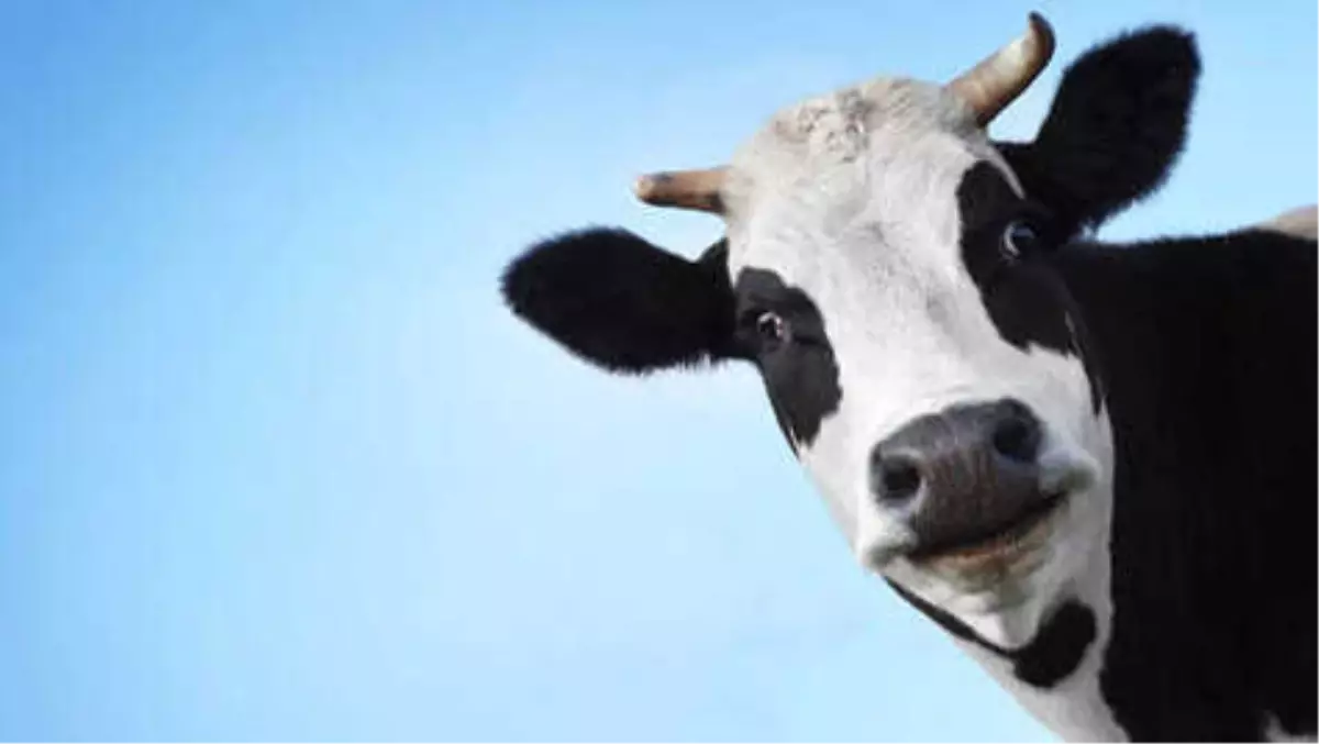 İneklere, Çıplaklar Plajında Yüzme Hakkı