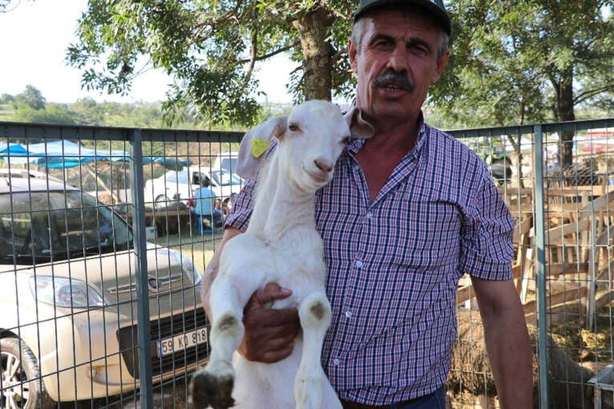 Koça Oğlak Danaya Koç Veriyor