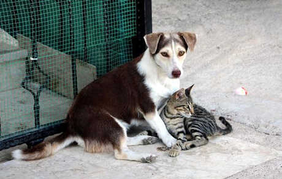 Köpek, Kediye Annelik Yapıyor