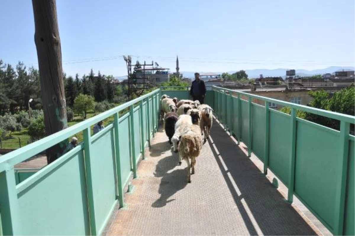 Kurbanlık Koyunları Üst Geçitten Hayvan Pazarına Götürüyor