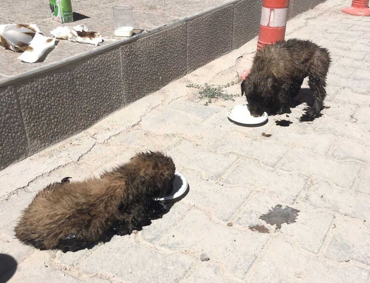 Ölmek Üzereyken Kurtarıldı