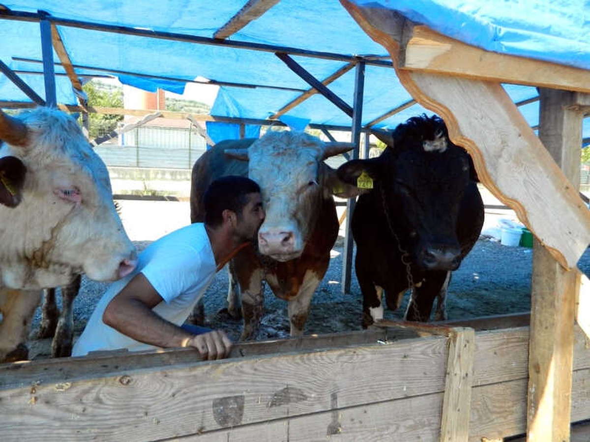 Sattığı Kurbanlıkları Öperek Yolcu Ediyor