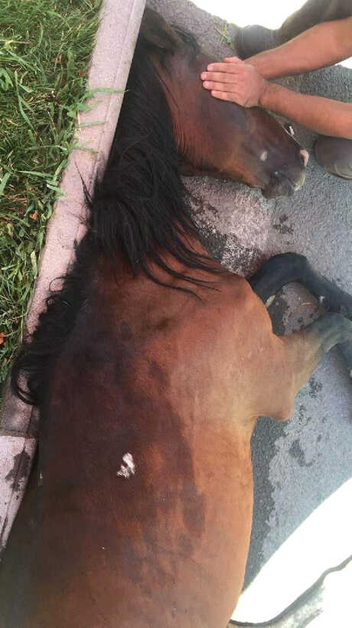 Yük Taşıyan At Yere Yığılınca Sahibi Arabasını Alıp Kaçtı