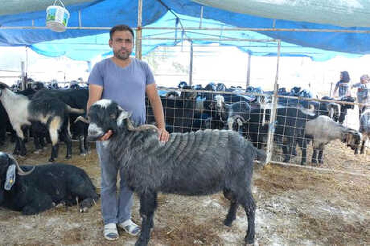 140 Kiloluk Teke, 3 Bin Liradan Alıcı Buldu