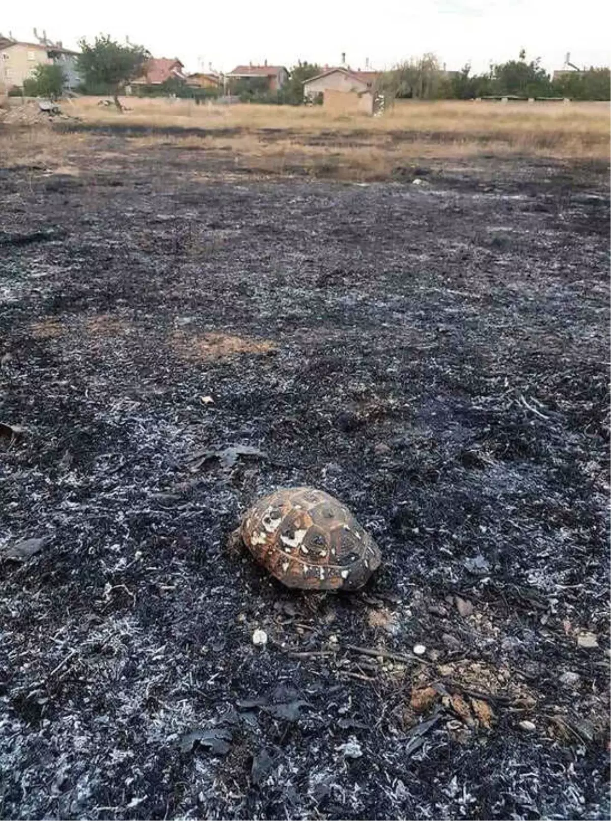 Anız Yakma Sorunu Çözülemiyor