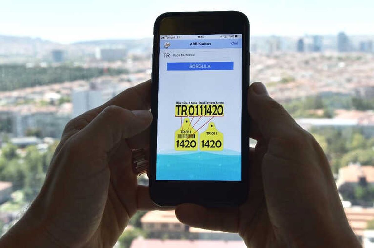 Başkentliler Kurban Alırken Küpe Numarasını Akıllı Cep Telefonlarından Sorgulayabilecek