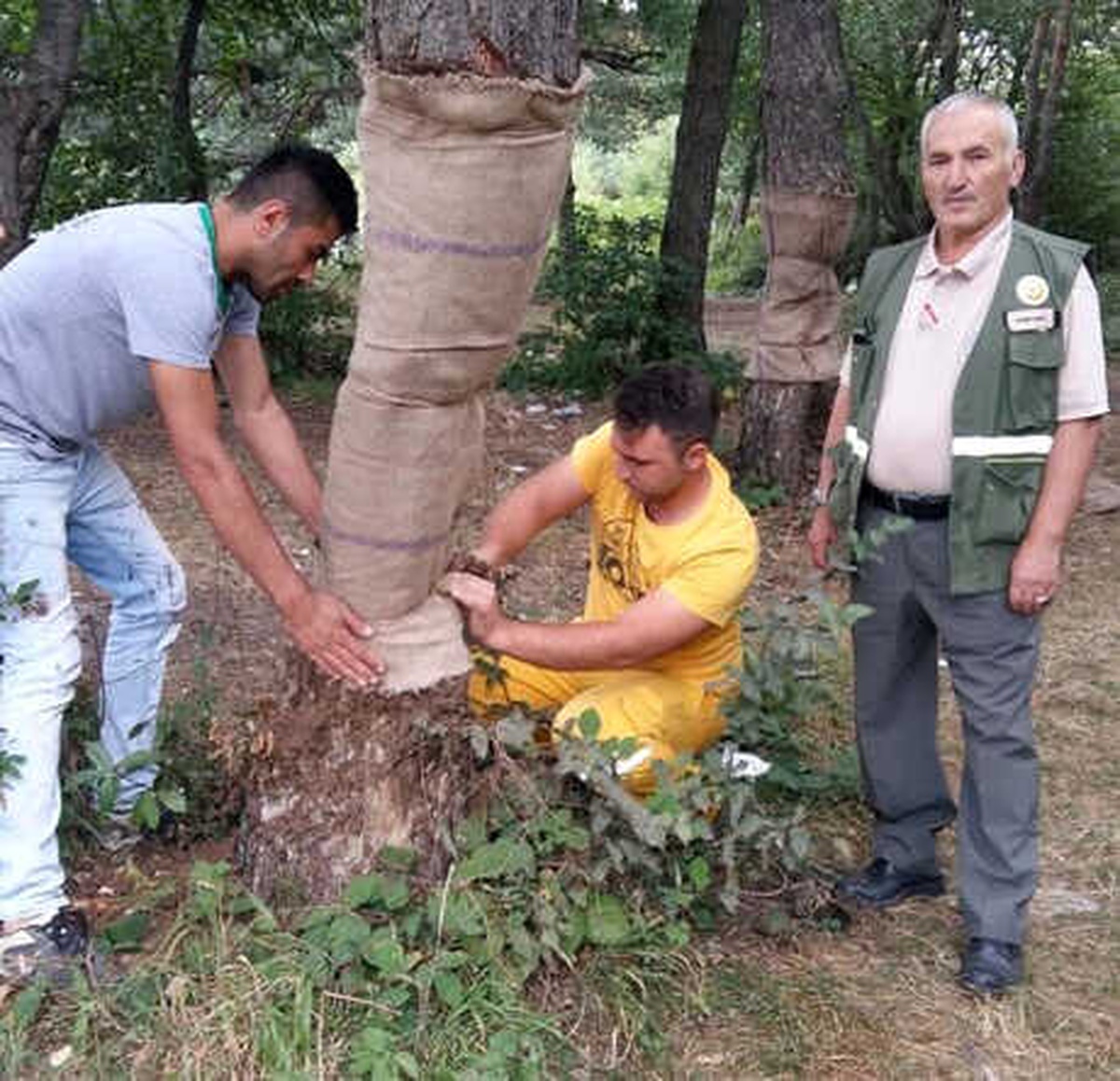 Çıra İçin Zarar Verilen Ağaçlar Tedavi Ediliyor