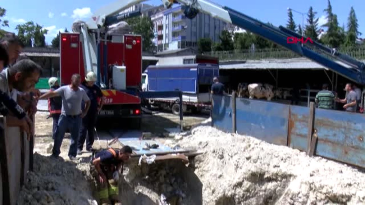 İstanbul Kuyuya Düşen 600 Kiloluk Danayı İtfaiye Güçlükle Çıkardı