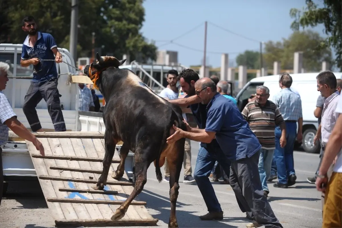 Kurban Pazarında Hareketlilik Devam Ediyor