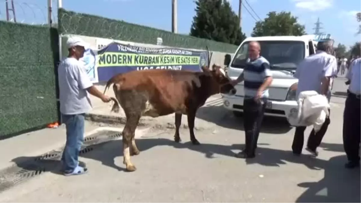 Kurban Pazarında Hareketlilik Devam Ediyor