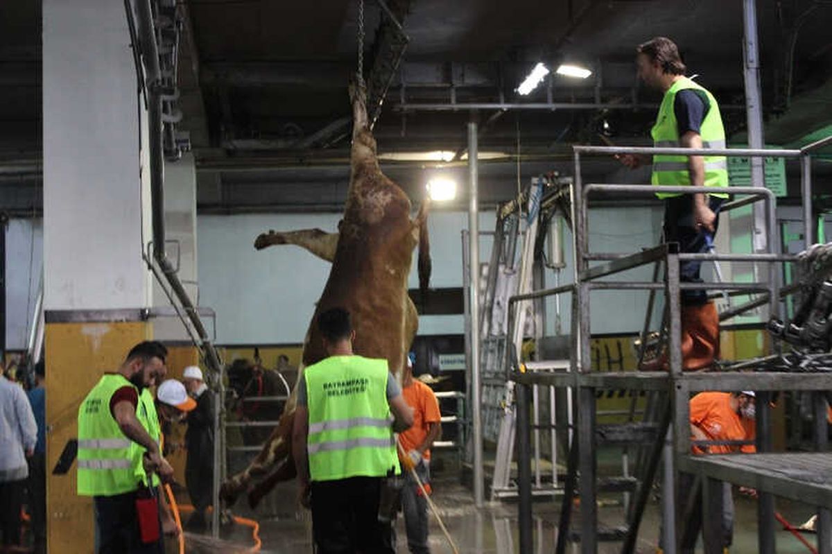 Monoray Sistem ile 4 Dakikada Kurban Kesimi