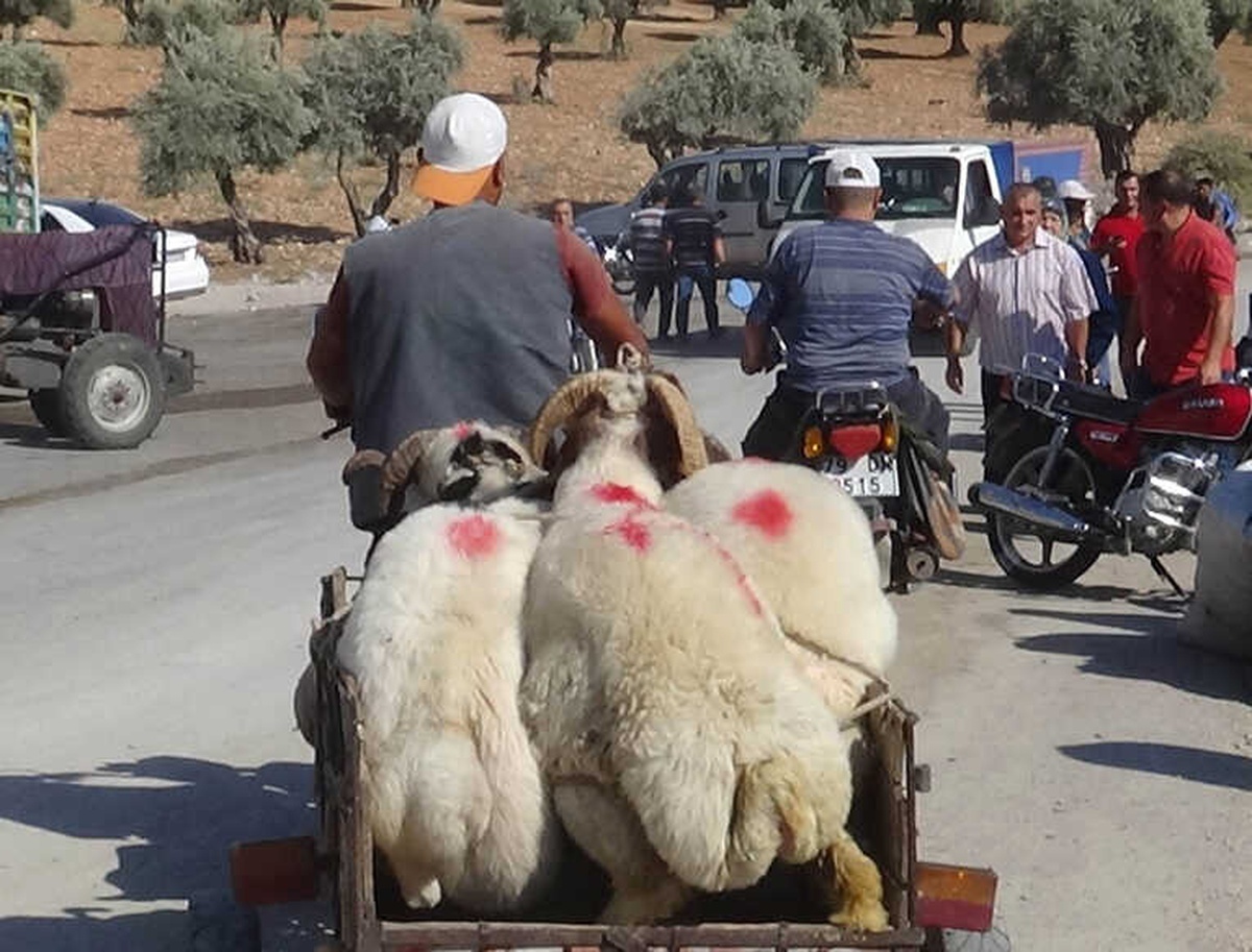 Motosikletle Kurbanlık Sevkıyatı