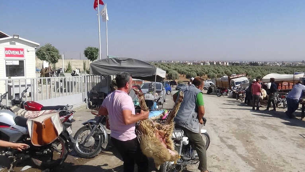 Motosikletle Kurbanlık Sevkıyatı