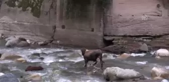 Rize'de Kurbanlık Boğa Dereye Düştü