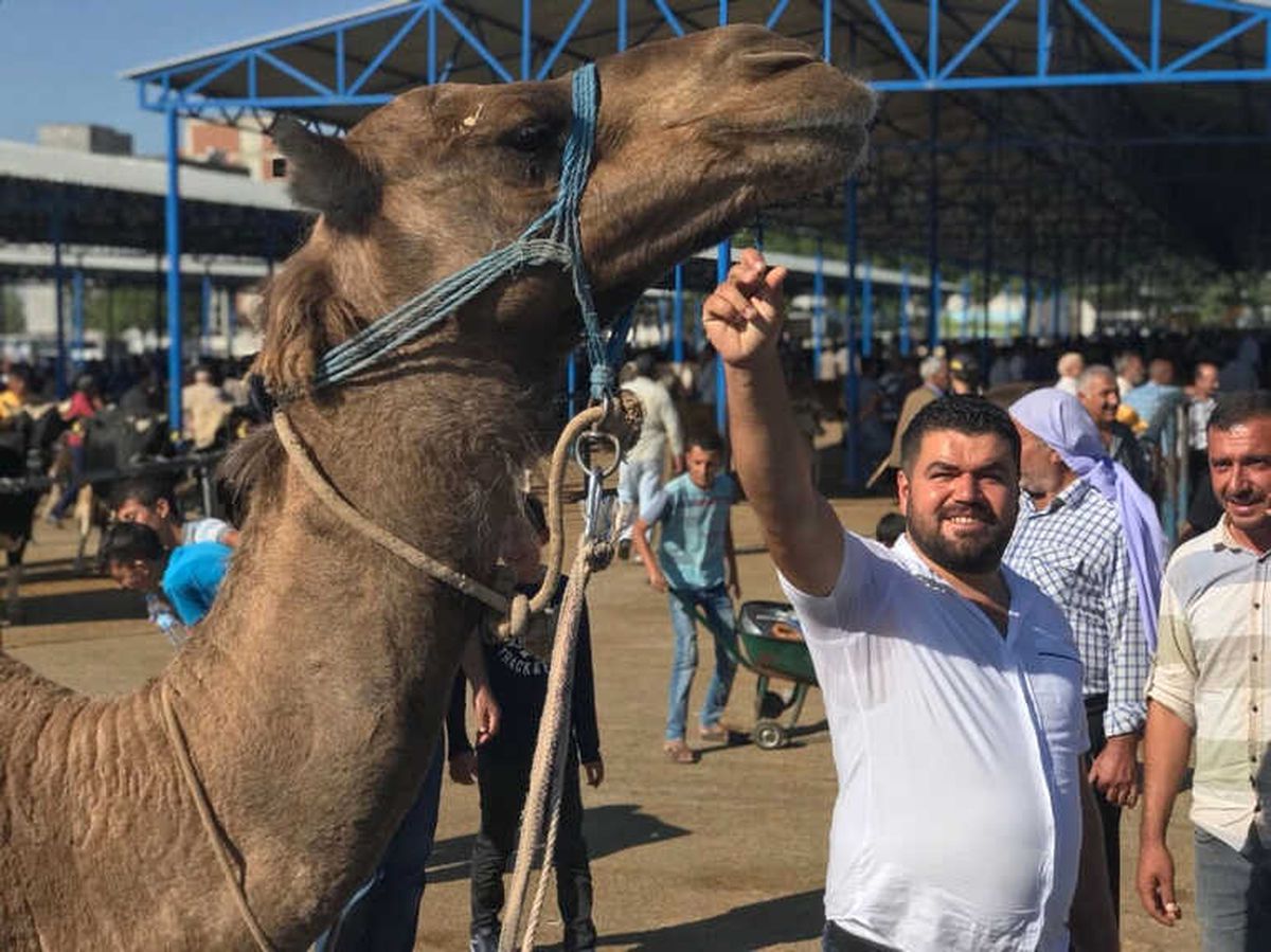 Siverek\'te Kurbanlıklar Satılmaya Başlandı