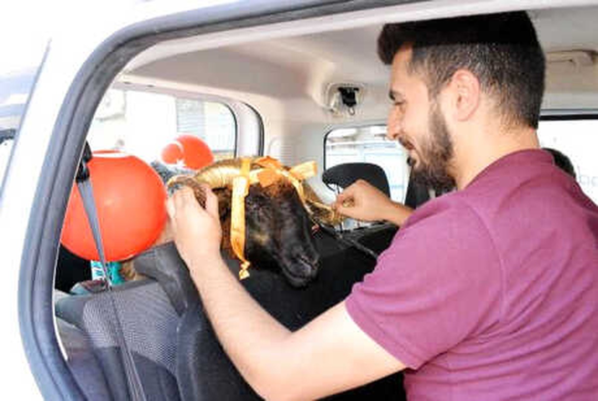 Süslenen Koçlar, Gelinlere Götürülüyor