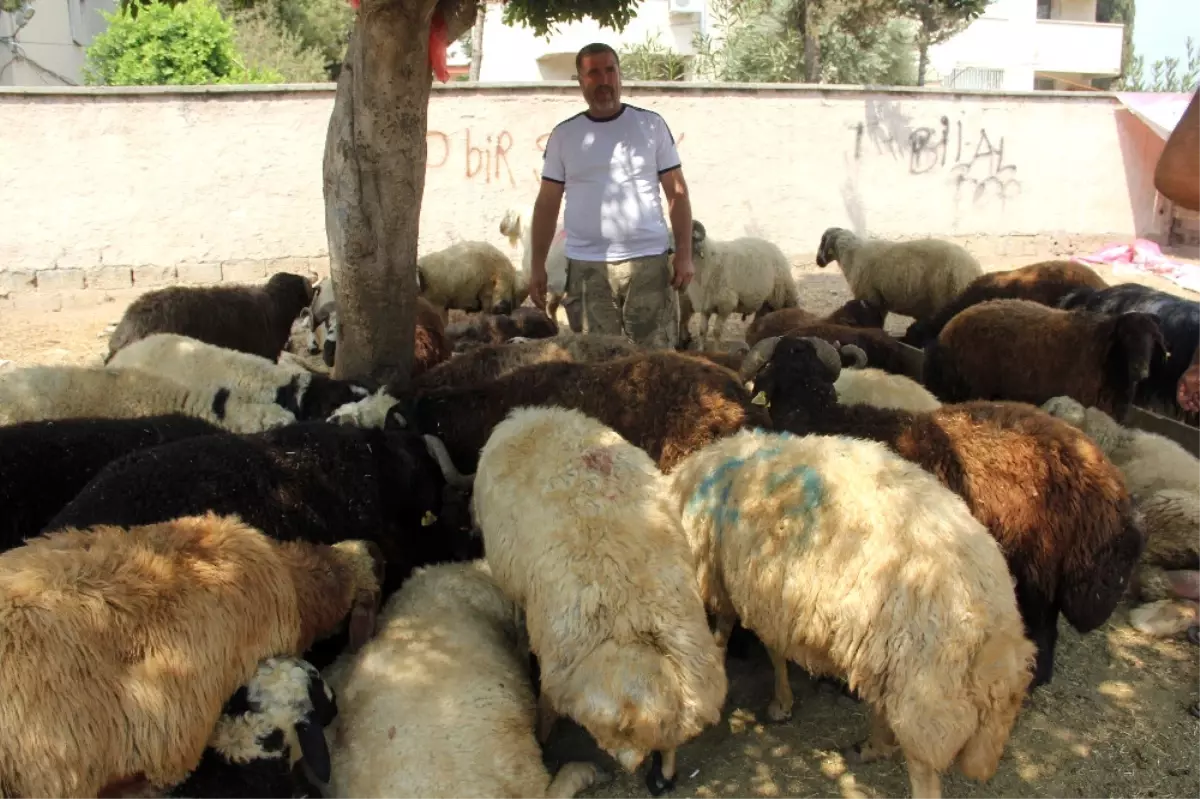 150 Kurbanlığını Sattı Ama Sevinemiyor Çünkü...