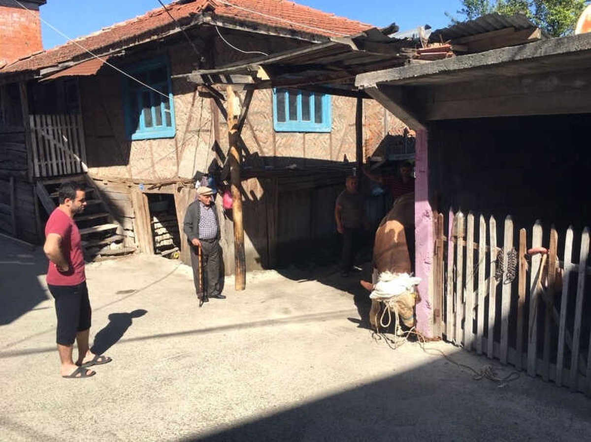 400 Kiloluk Kurbanlık Danayı Böyle Yıktılar