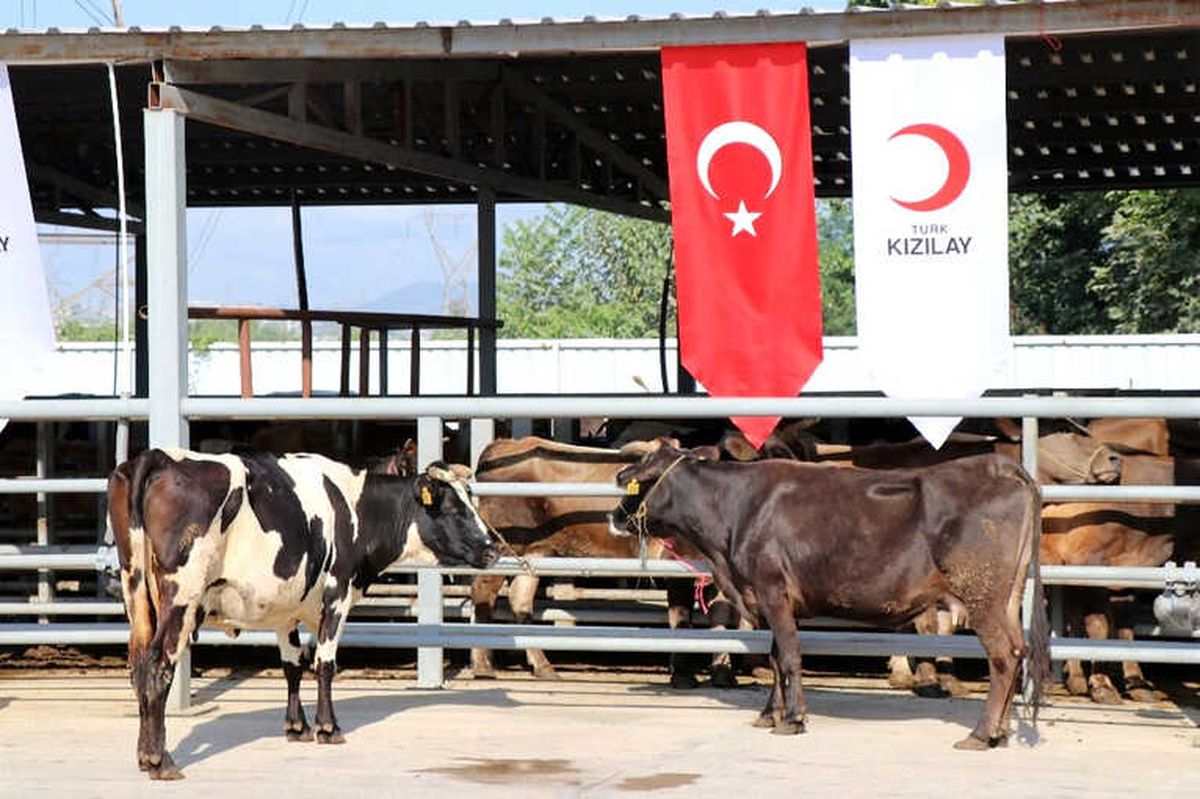 Başkan Erdoğan\'ın Vekalet Kurbanı Sakarya\'da Kesildi