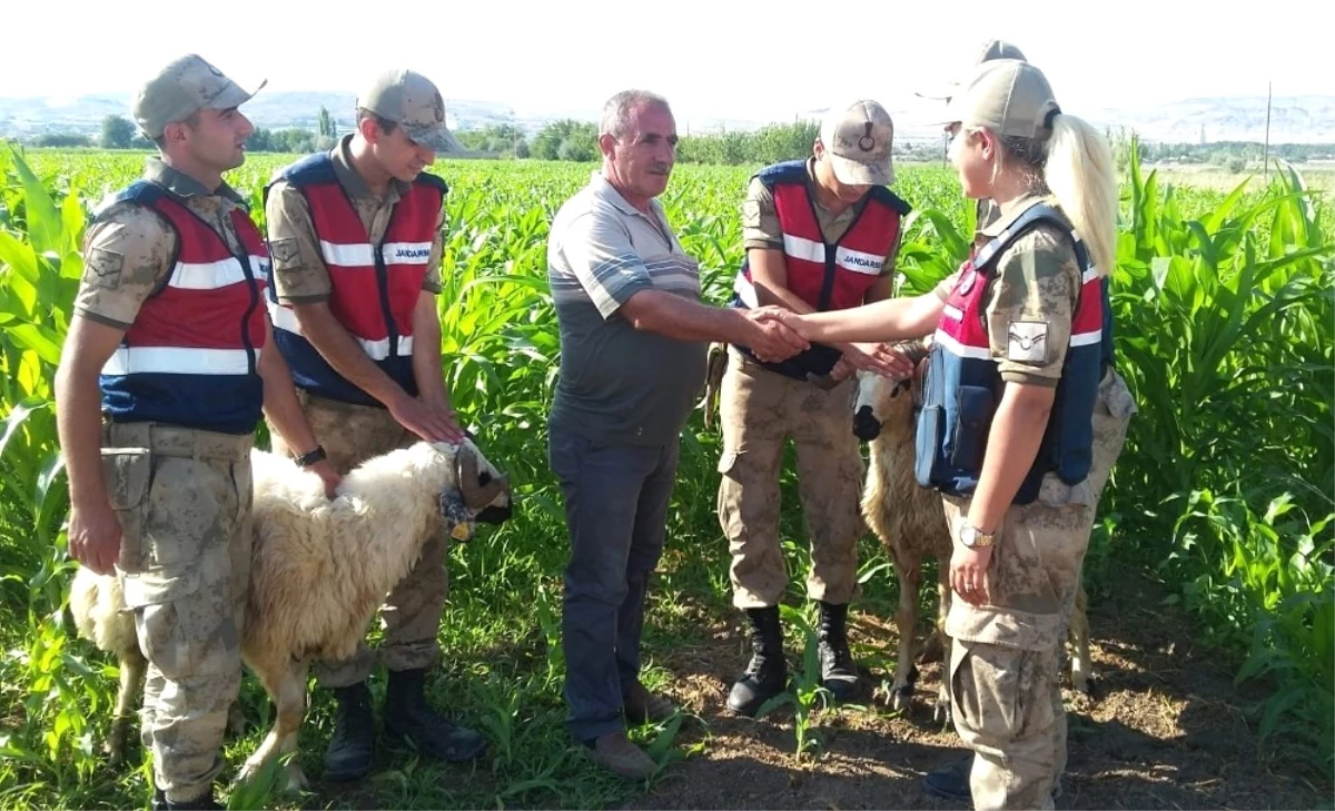 Elazığ\'da Kaybolan Kurbanlıklar Drone ile Bulundu