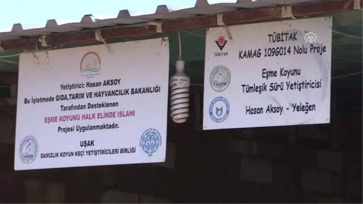 Et Açığı Tescilli Eşme Koyunuyla Azaltılacak - Uşak