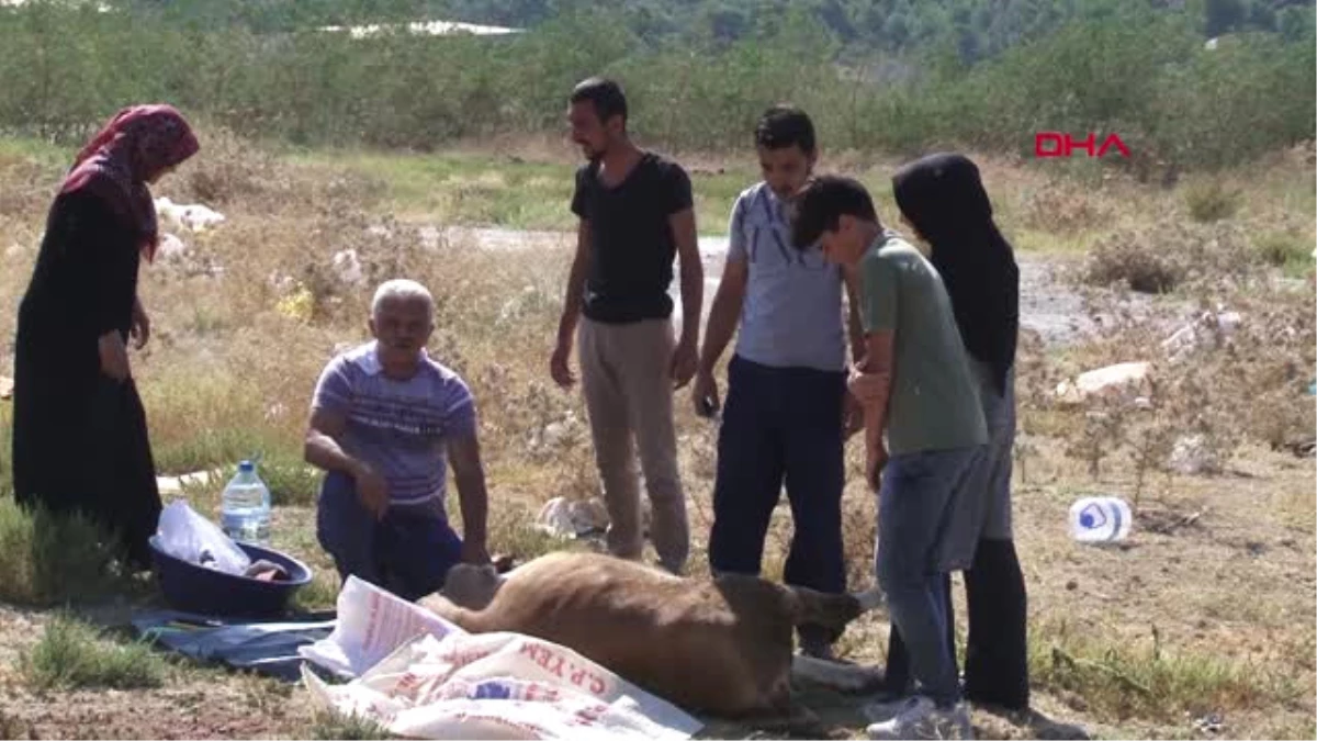 İzmir Elde Bıçak Kurbanlık Oyunu