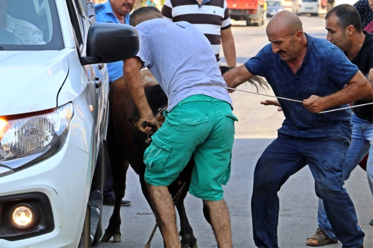 Kaçan Boğa, Aileye Bayramı Zehir Etti