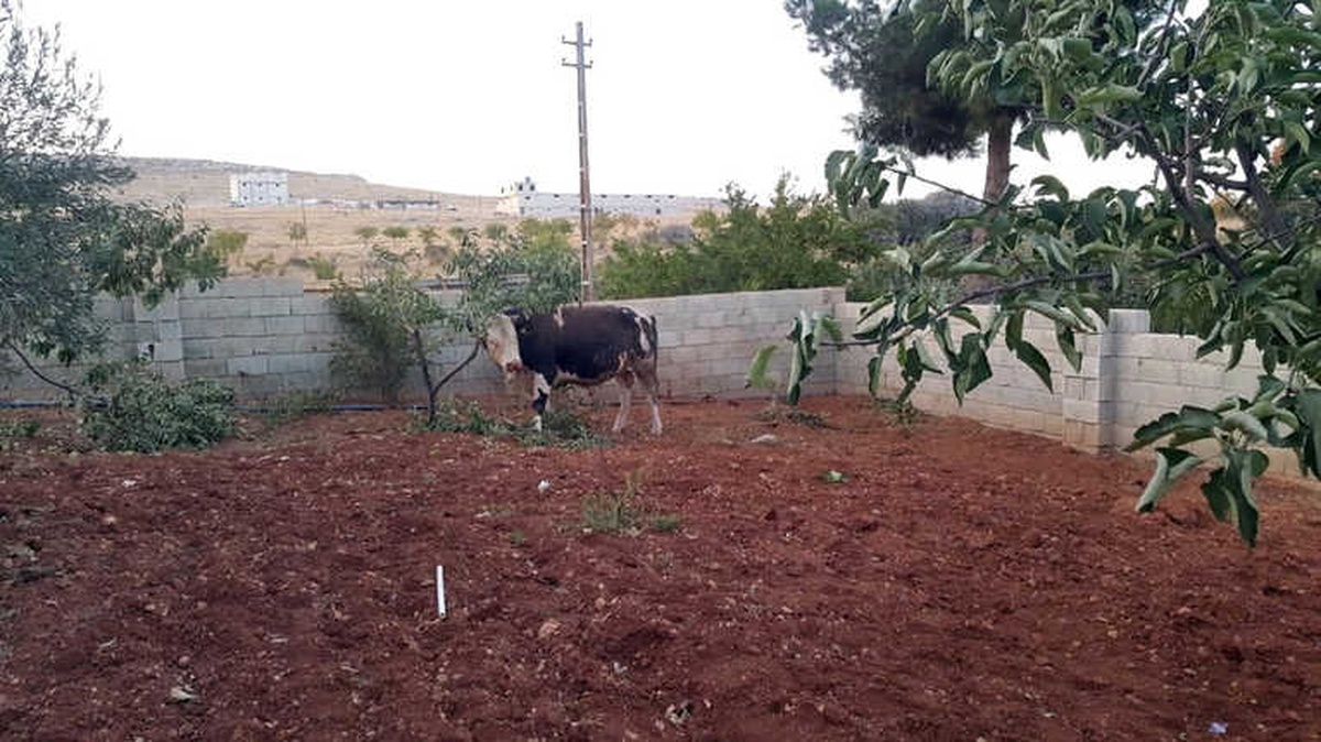 Kaçan Kurbanlıklar 1 Kişiyi Yaraladı
