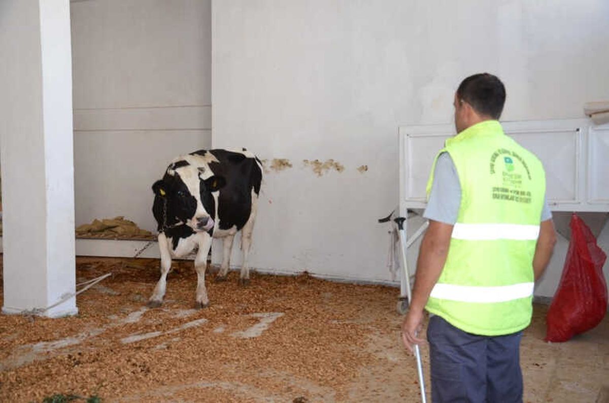 Kesileceğini Anlayan Kızgın İnek İğneyle Sakinleştirildi