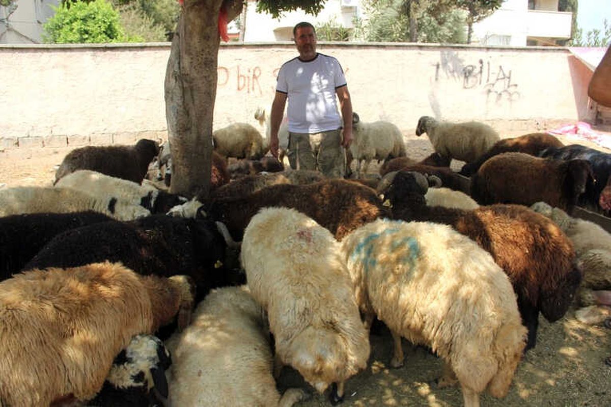 Kurban Satıcısı Her Yerde Alacak Verecek Defterini Arıyor